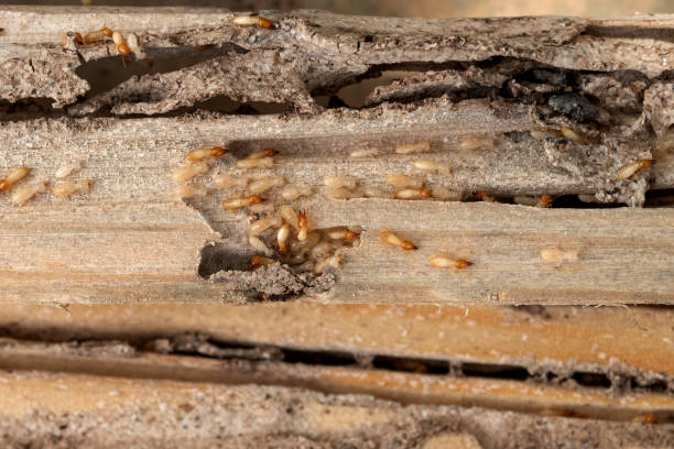 Best Wildlife Control Services  in Baldwin Park, CA