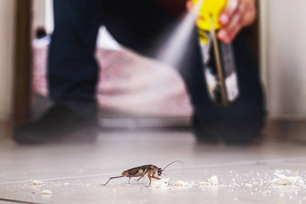 Best Termite Control Services  in Baldwin Park, CA